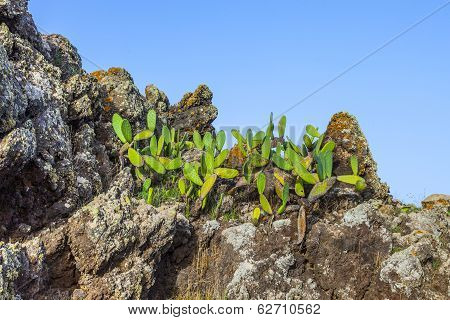 Detail Of Large Cactus