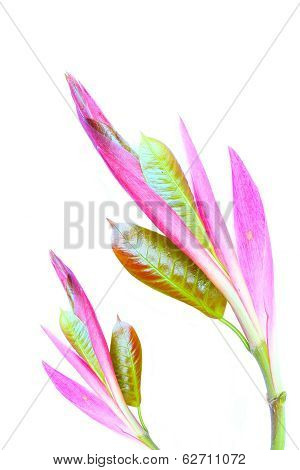 Leaves