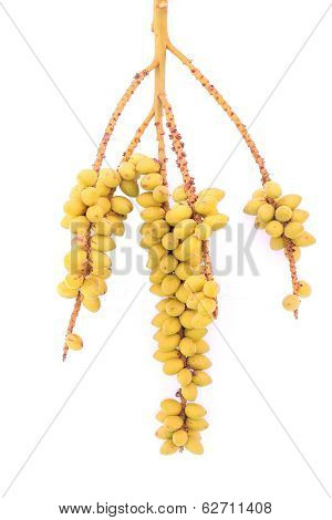 Betel Nuts