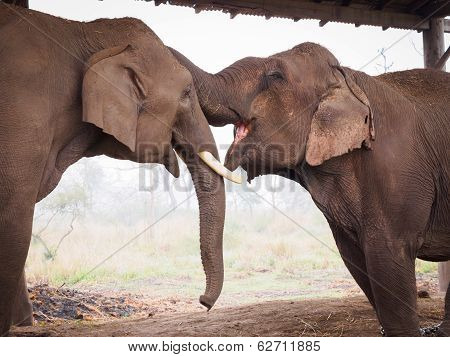 Elephant kiss