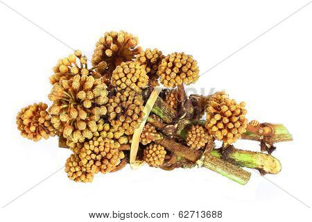 Araliaceae