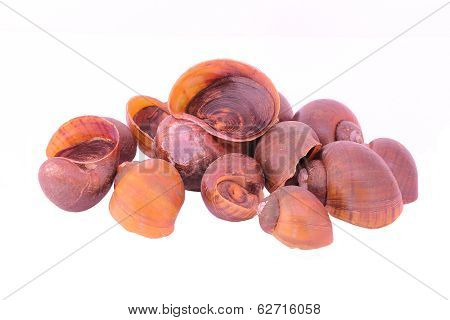 River Snail
