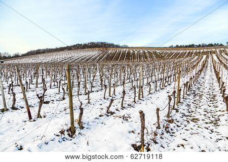 Beautiful Vineyard In Winter