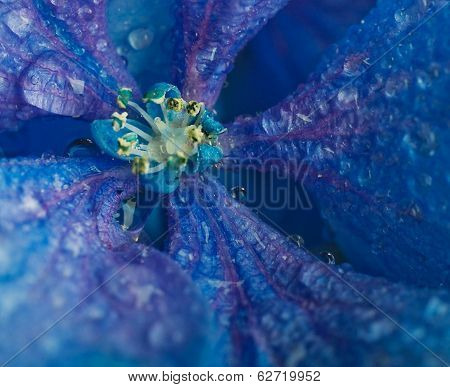 Flowers in a bouquet blue hydrangeas and white irises