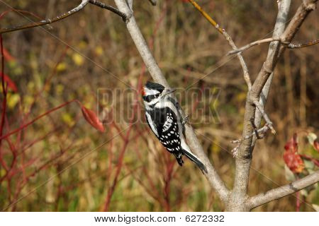 Hombre de Downy Woodpecker