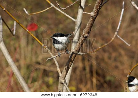 Blackcapped los pájaros Chickadee