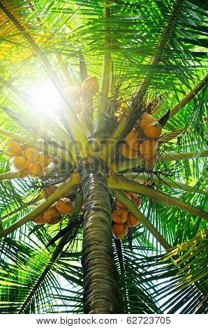 Sunlight Through The Leaves Of Palm Trees