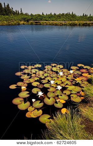 Mountain lake