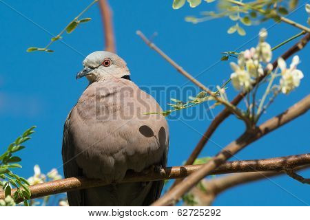 African Mourning Dove Resting In A Moringa Tree