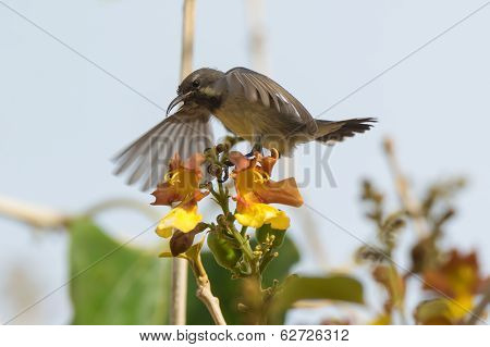 Young Beautiful Sunbird Begging For Food By Shaking Its Wings