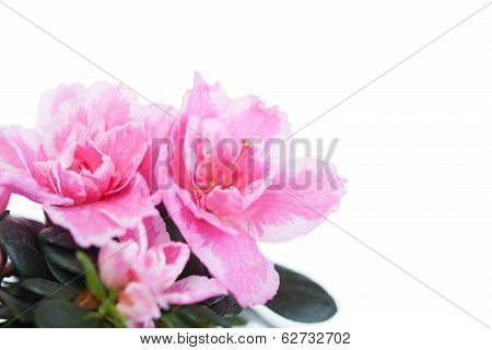 Blossoming pink azalea