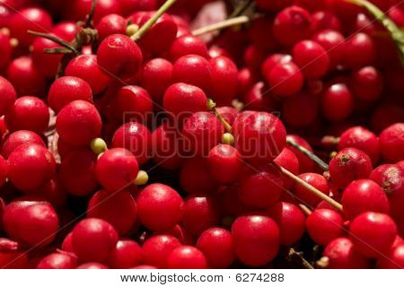 Schizandra