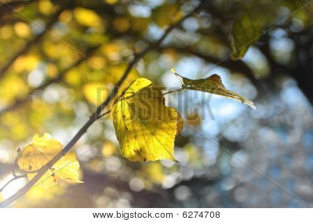 Autumnal ใบไม้สวยงาม