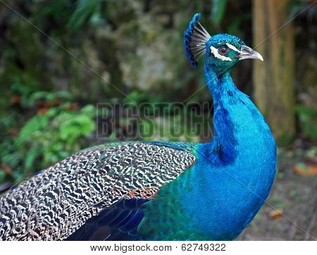 Peacock