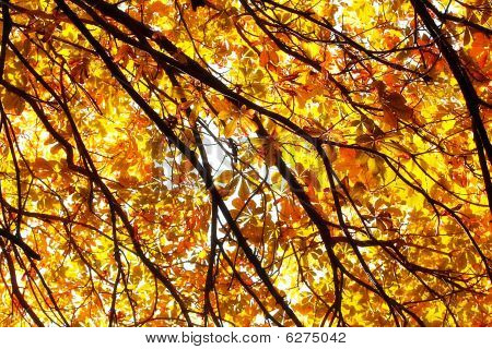 โอ๊ก autumnal ในแสงแดด