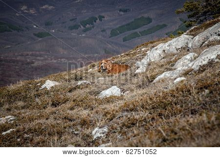 Dog On A Hike In The Mountains