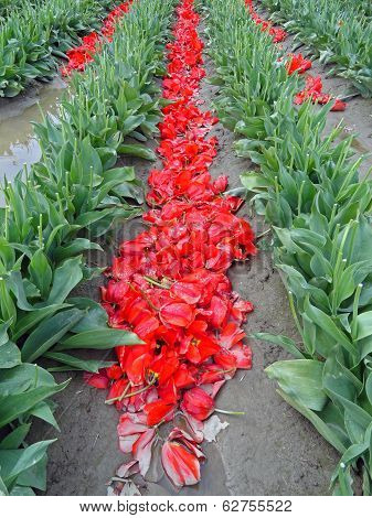 Cut Tulips on the Ground