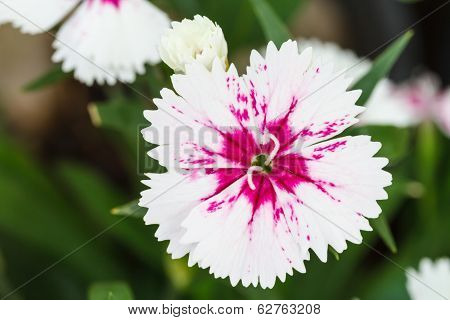 Indian pink, China pink flower