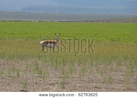 Antelope