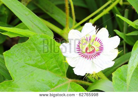 Purple Passion Flower