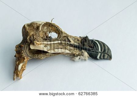 Razorbill Skull