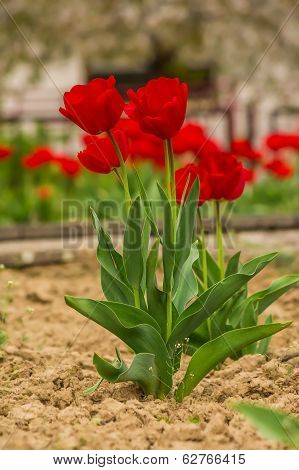 Fiew Red Tulip On Color Blurred Background