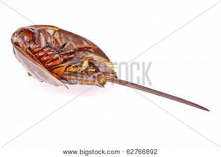 Roasted Horse Shoe Crap In Isolated