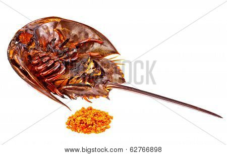 Roasted Horse Shoe Crap In Isolated