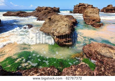 Seagrass Plants Among The Rocks At Low Tide, Australia