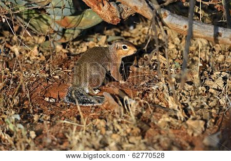 Ground Squirre