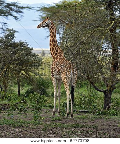Giraffe