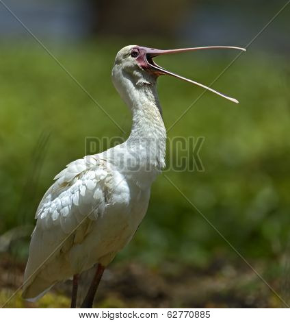 A Flock Of Ibises