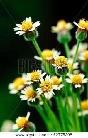 Bloming Flower Of Grass
