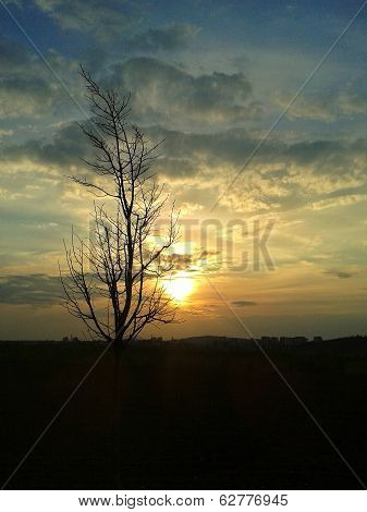 Tree Contour In Sunset
