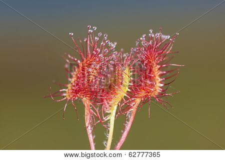 Sundew Close Up