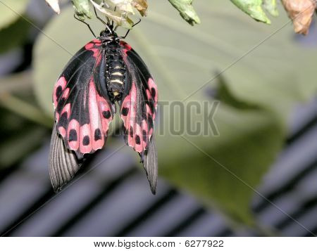 Fjäril (atrophaneura Polyeuctes)