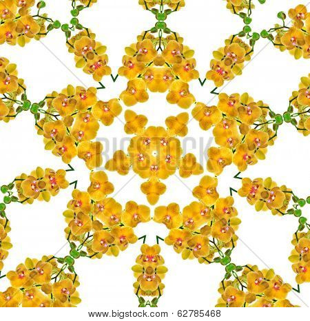 Beautiful colorful flower Orchid, phalaenopsis decoratoin pattern  isolated on white background
