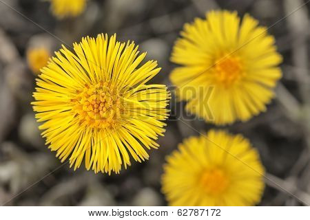Tussilago Farfara Or Coltsfoot From Above
