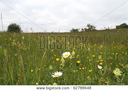Early spring with grass