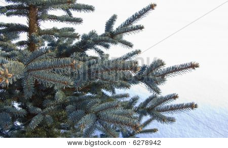 Fiatal Furtree a hó