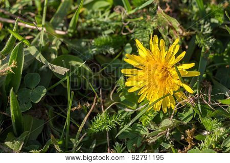 Dandelion In Grass Field