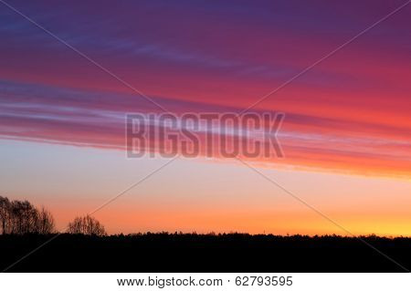 Trees at sunrise
