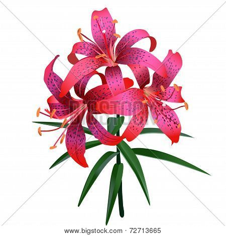 Realistic illustration of red tiger lily isolated on white background. Three flower and several leav