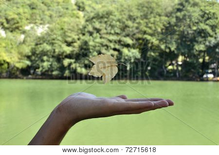 leaf