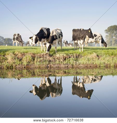 Cows In A Meadow Near Zeist In The Netherlands