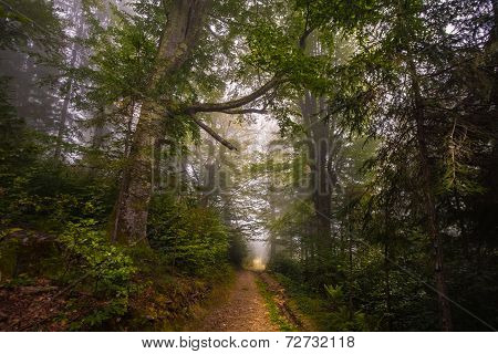 Mystical Deep Fog In A Forest