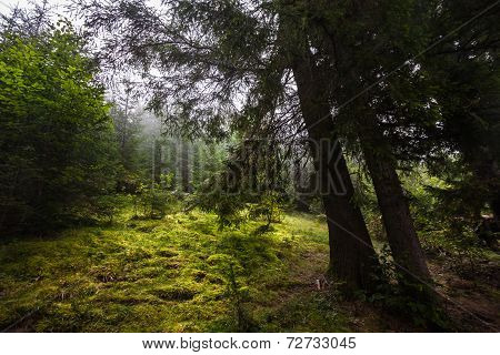Mystical Deep Fog In A Forest