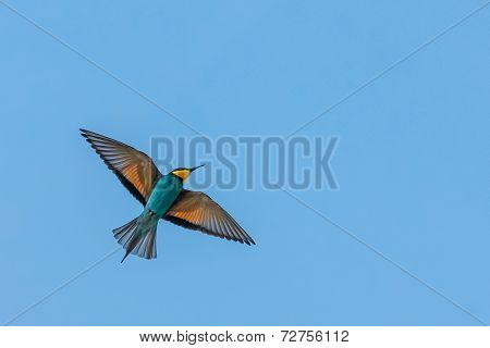 Bee Eater