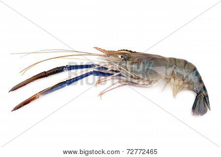 Giant freshwater prawn, Fresh shrimp isolate on white background