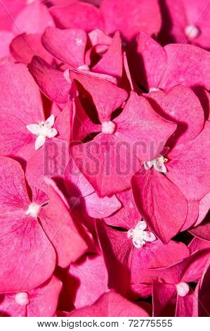 Pink Blossoms